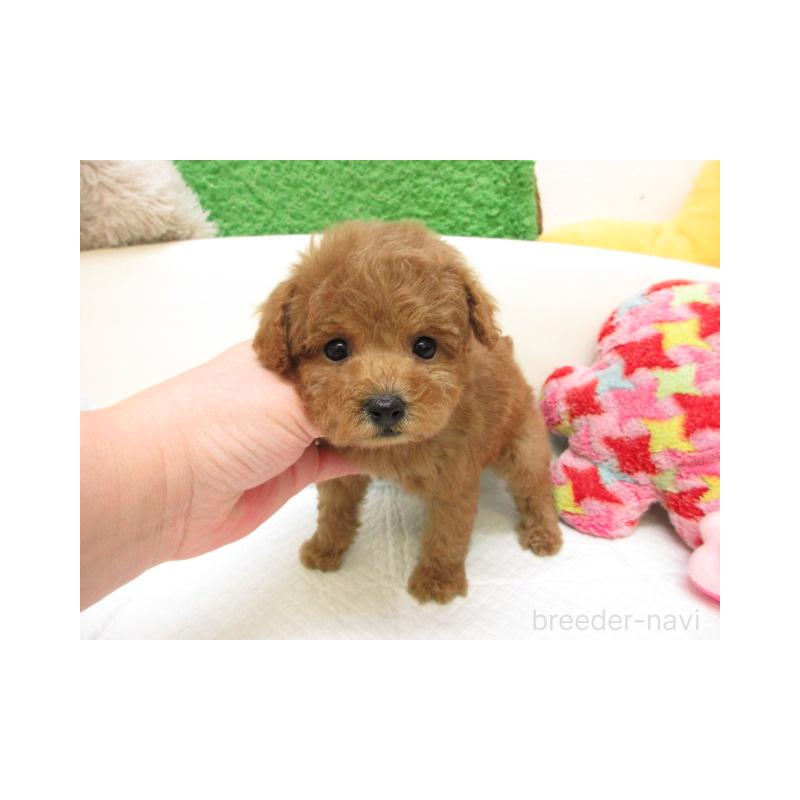 販売中の大阪府のトイプードル-446015の1枚目