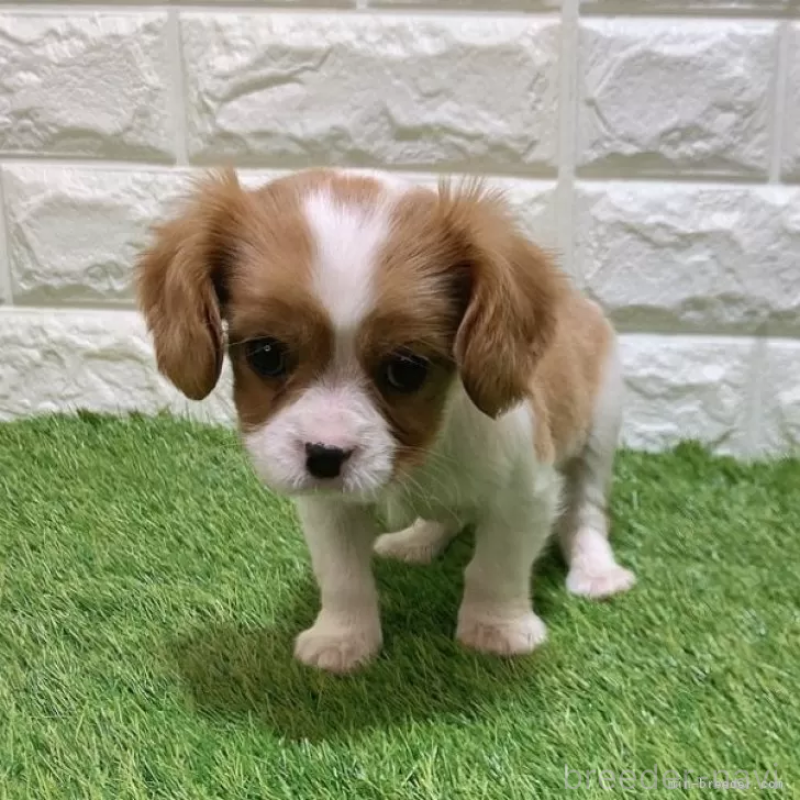 販売中の愛知県のキャバリアキングチャールズスパニエル-441371