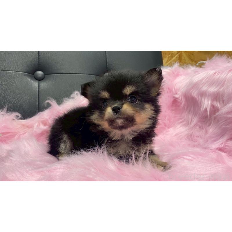 販売中の兵庫県のポメチワ:ポメラニアン×チワワ-446017の10枚目
