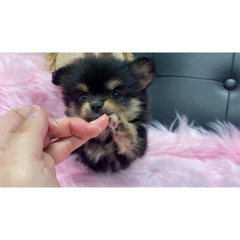 販売中の兵庫県のポメチワ:ポメラニアン×チワワ-446017の9枚目
