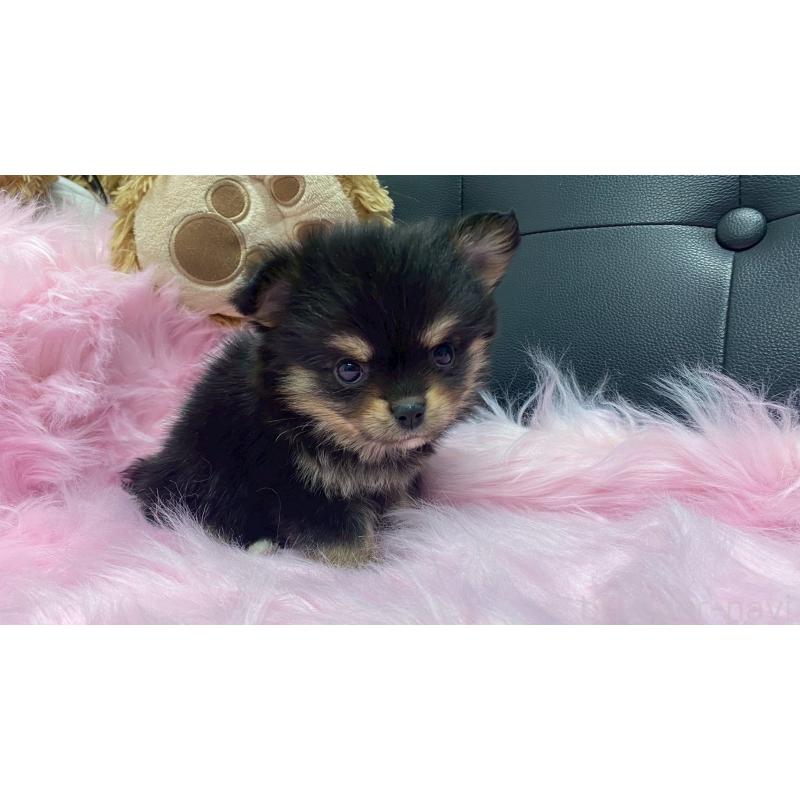 販売中の兵庫県のポメチワ:ポメラニアン×チワワ-446017の7枚目