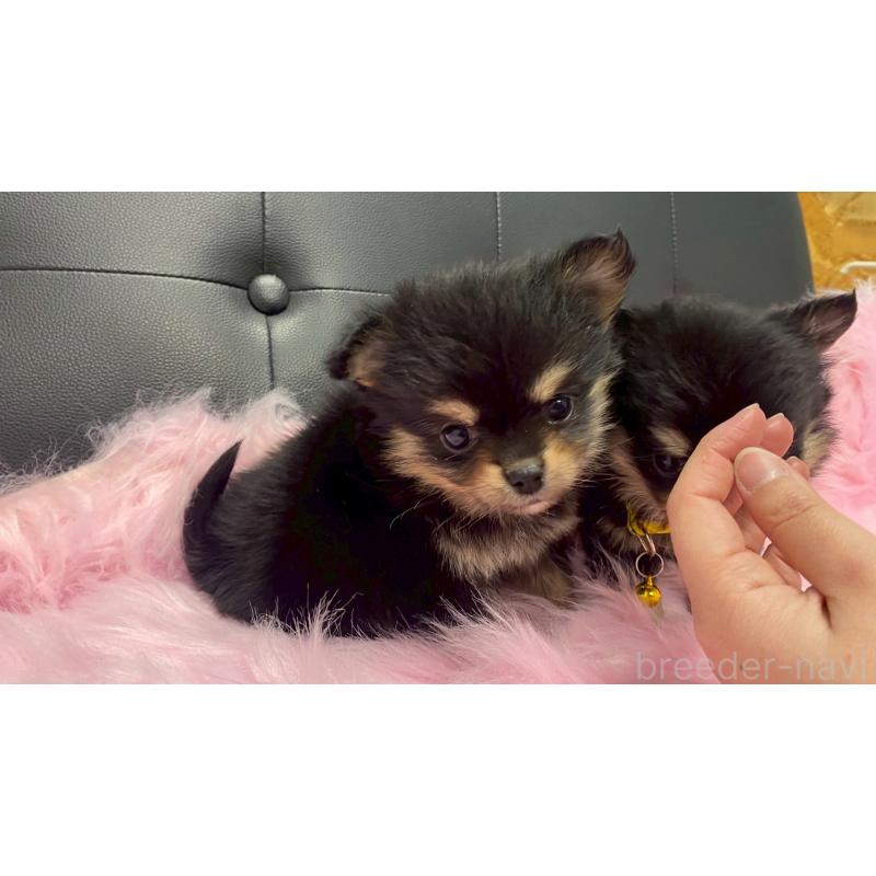 販売中の兵庫県のポメチワ:ポメラニアン×チワワ-446017の6枚目