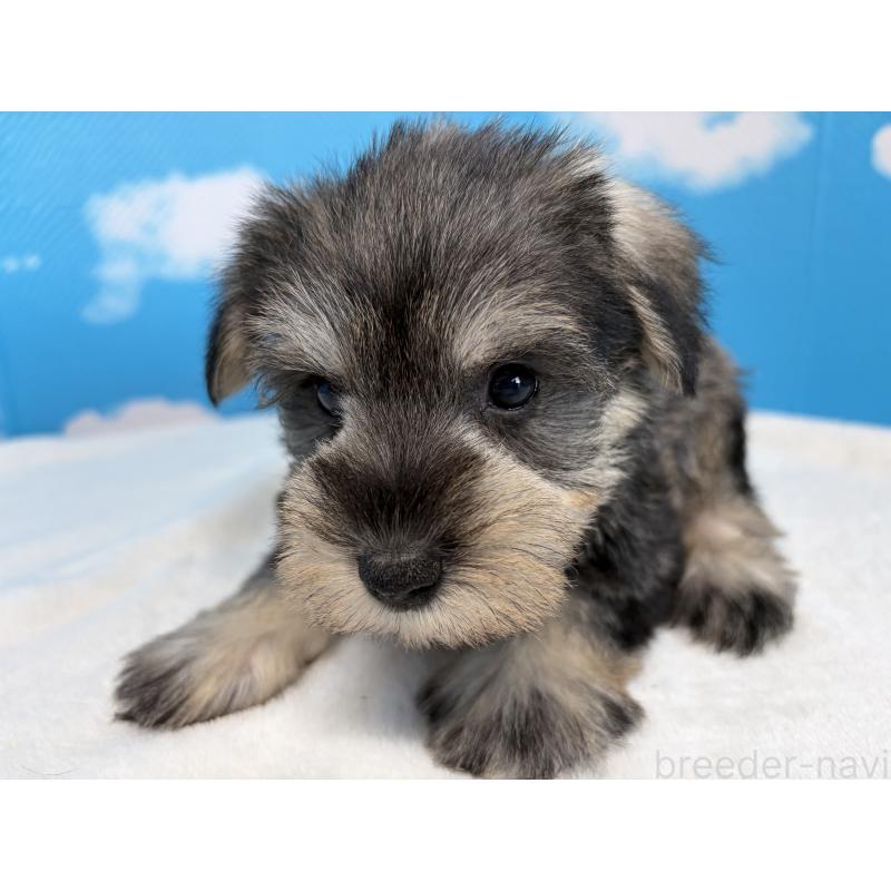 販売中の埼玉県のミニチュアシュナウザー-446018の5枚目