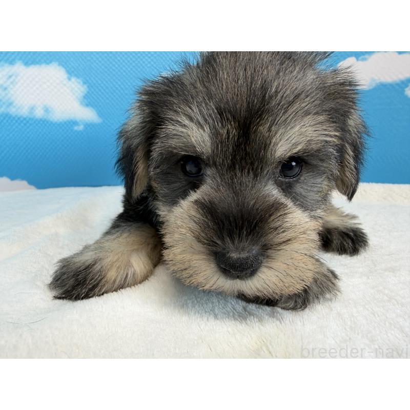 販売中の埼玉県のミニチュアシュナウザー-446018の3枚目