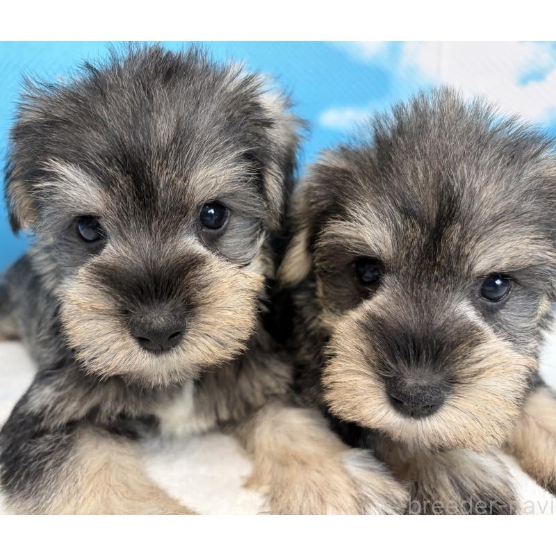 販売中の埼玉県のミニチュアシュナウザー-446019の10枚目