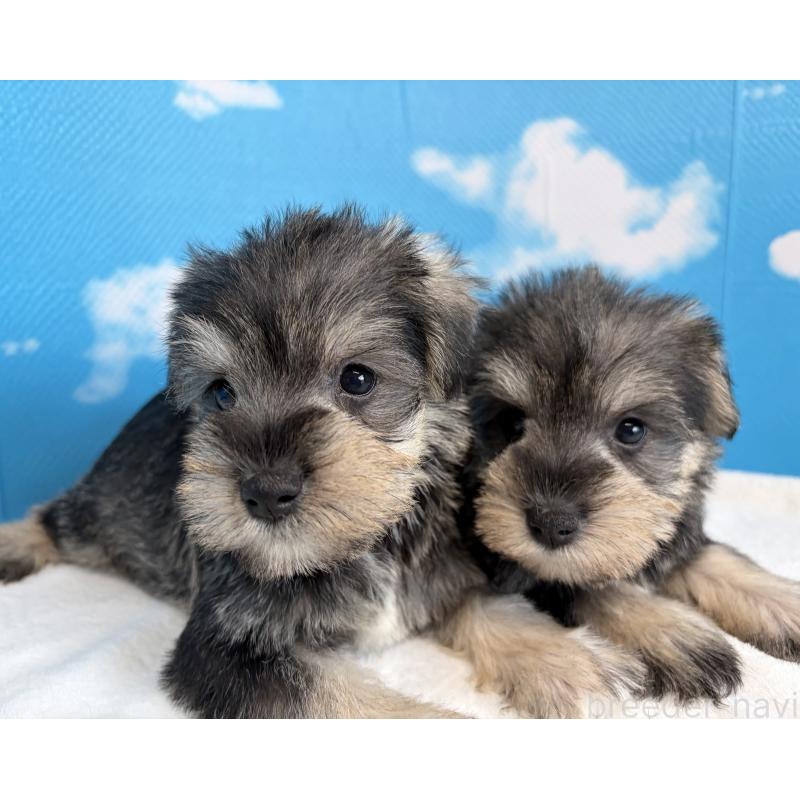 販売中の埼玉県のミニチュアシュナウザー-446019の9枚目