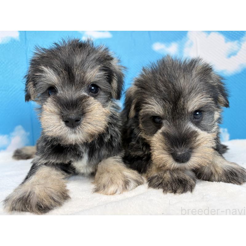 販売中の埼玉県のミニチュアシュナウザー-446019の8枚目