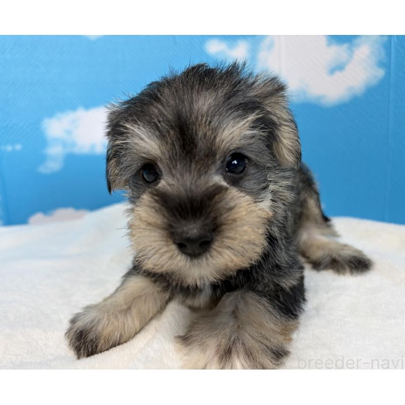 販売中の埼玉県のミニチュアシュナウザー-446019の6枚目