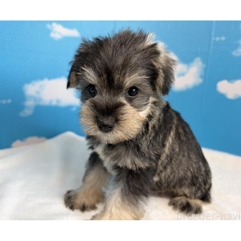 販売中の埼玉県のミニチュアシュナウザー-446019の3枚目