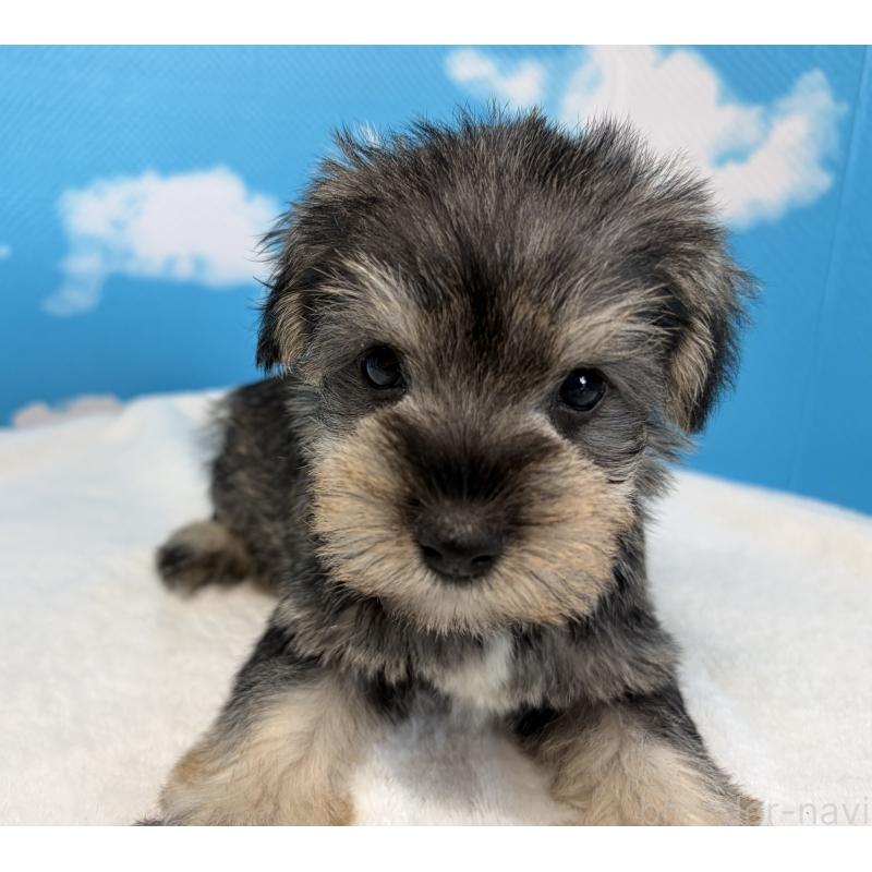 販売中の埼玉県のミニチュアシュナウザー-446019の2枚目