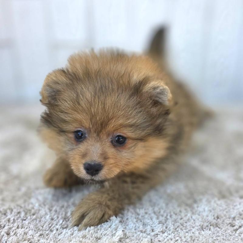 販売中の茨城県のポメラニアン-439499の22枚目