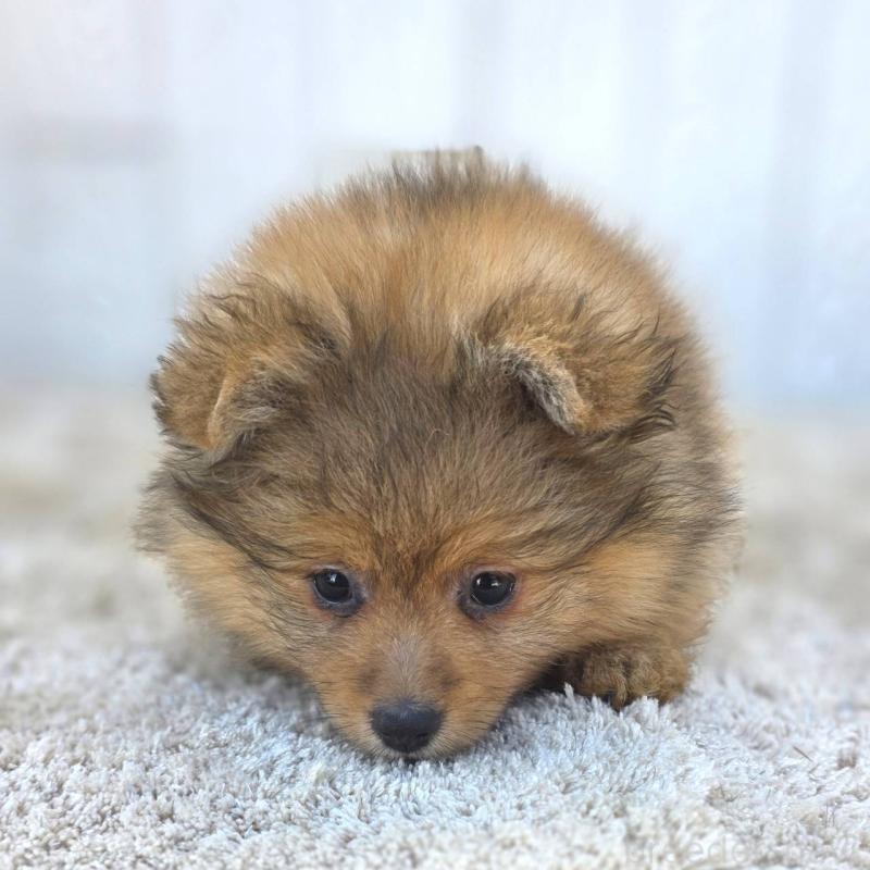 販売中の茨城県のポメラニアン-439499の21枚目