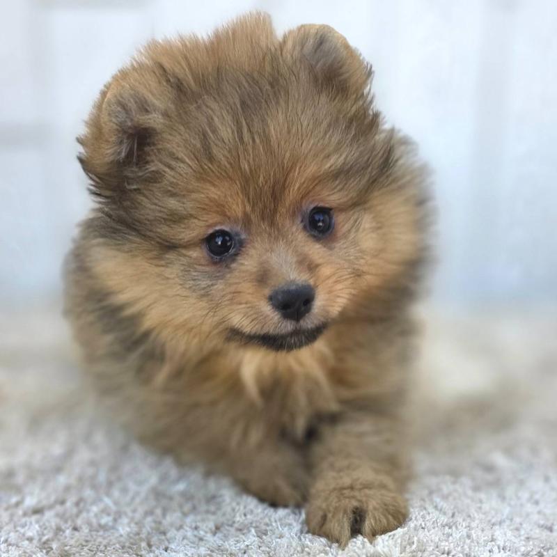 販売中の茨城県のポメラニアン-439499