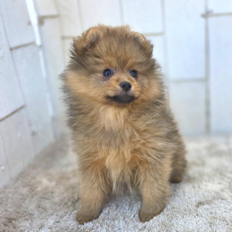 販売中の茨城県のポメラニアン-439499の18枚目