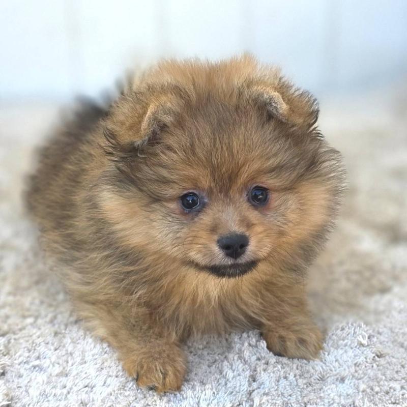 販売中の茨城県のポメラニアン-439499の17枚目