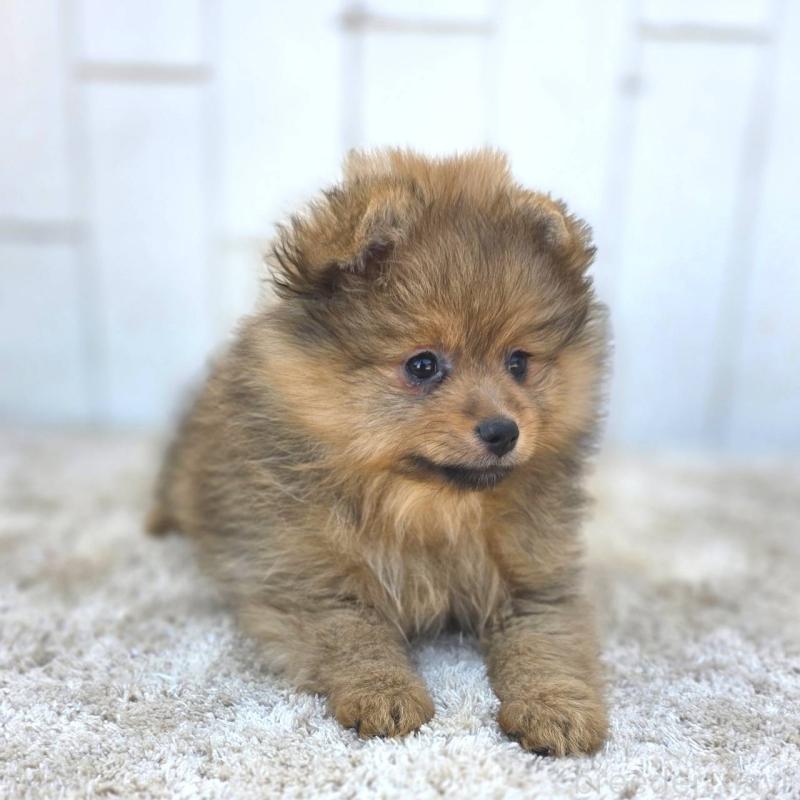 販売中の茨城県のポメラニアン-439499の16枚目