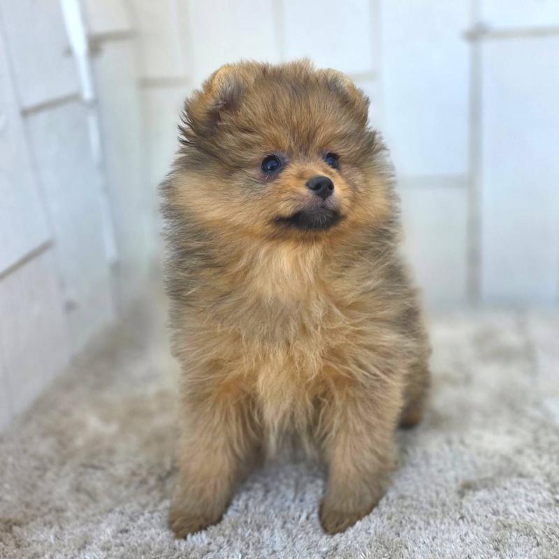 販売中の茨城県のポメラニアン-439499の15枚目