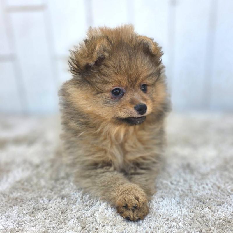 販売中の茨城県のポメラニアン-439499の14枚目