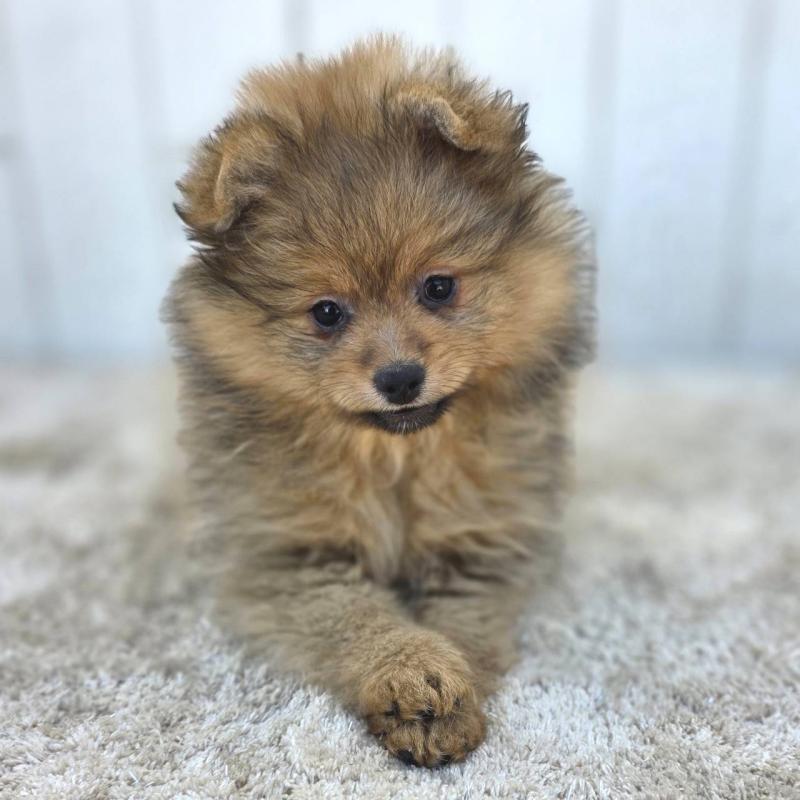 販売中の茨城県のポメラニアン-439499の13枚目