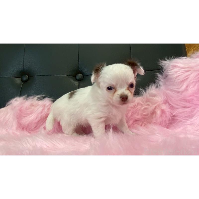 販売中の兵庫県のチワワ(ロングコート)-446020の9枚目