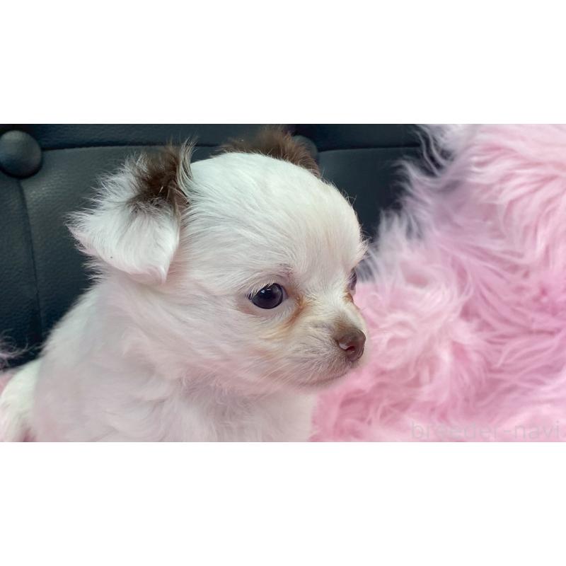 販売中の兵庫県のチワワ(ロングコート)-446020の8枚目