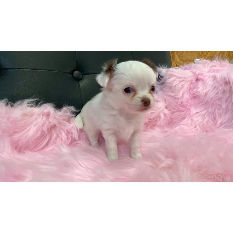 販売中の兵庫県のチワワ(ロングコート)-446020の7枚目