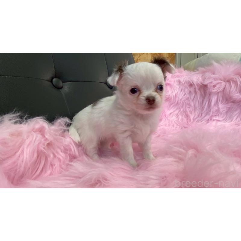 販売中の兵庫県のチワワ(ロングコート)-446020の6枚目