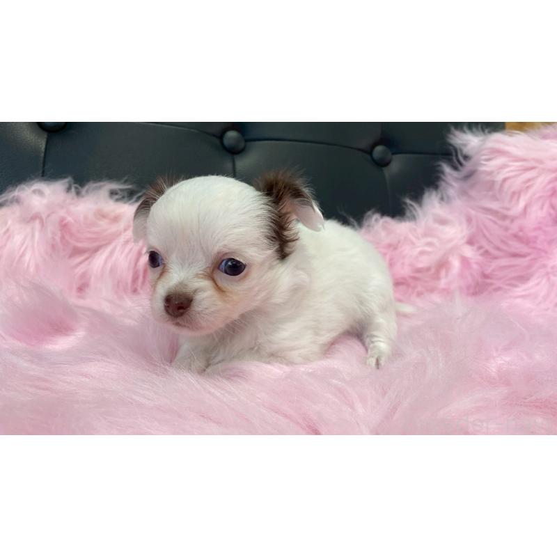 販売中の兵庫県のチワワ(ロングコート)-446020の5枚目