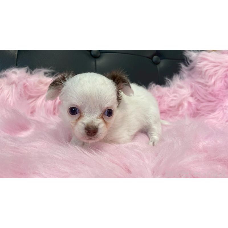 販売中の兵庫県のチワワ(ロングコート)-446020の4枚目