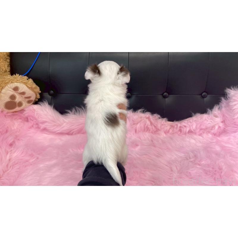 販売中の兵庫県のチワワ(ロングコート)-446020の3枚目