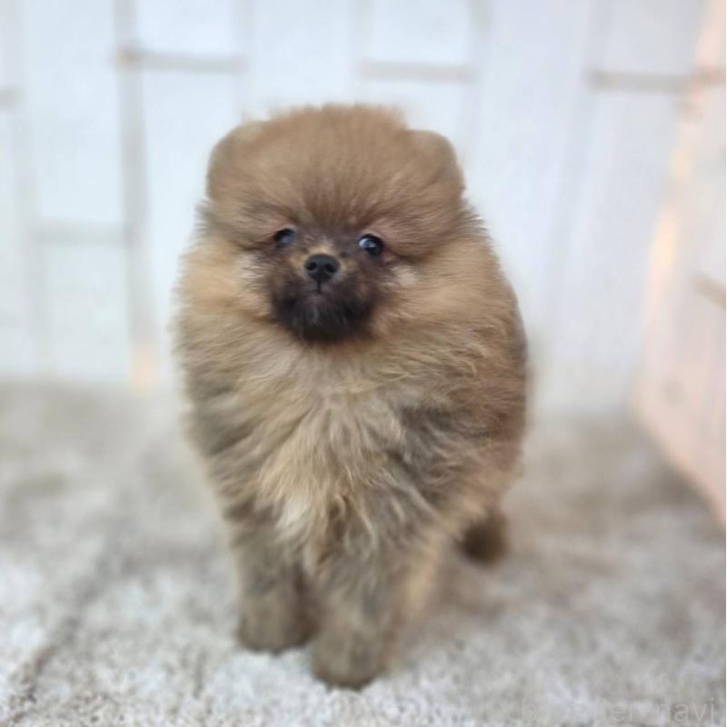 販売中の茨城県のポメラニアン-439502の19枚目