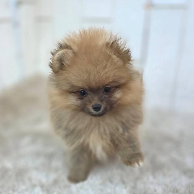 販売中の茨城県のポメラニアン-439502の18枚目