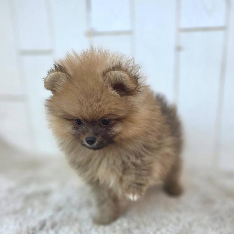 販売中の茨城県のポメラニアン-439502の17枚目