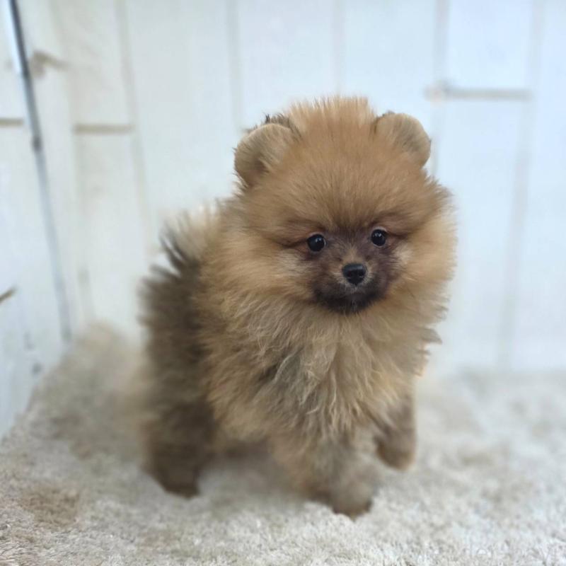 販売中の茨城県のポメラニアン-439502の16枚目