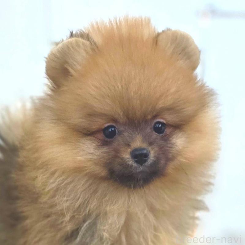 販売中の茨城県のポメラニアン-439502