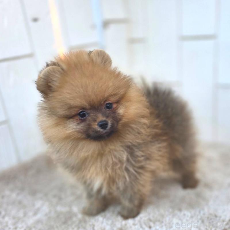 販売中の茨城県のポメラニアン-439502の13枚目