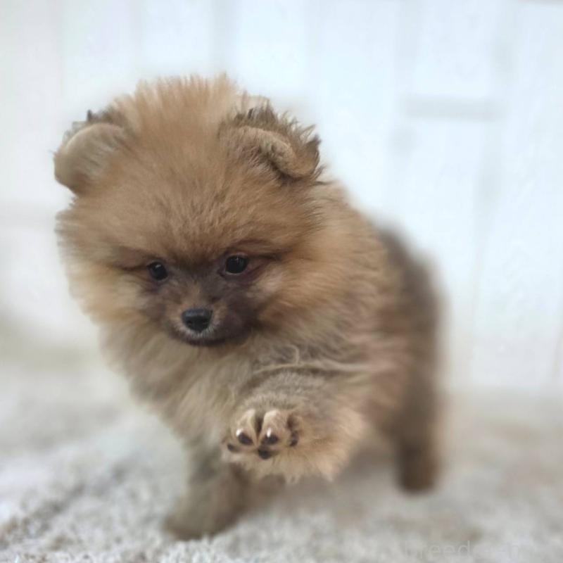 販売中の茨城県のポメラニアン-439502の12枚目