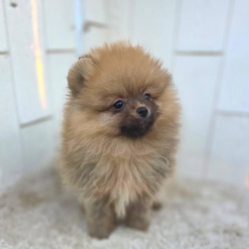 販売中の茨城県のポメラニアン-439502の11枚目