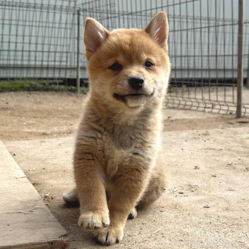 販売中の茨城県のミックス犬-436895の23枚目