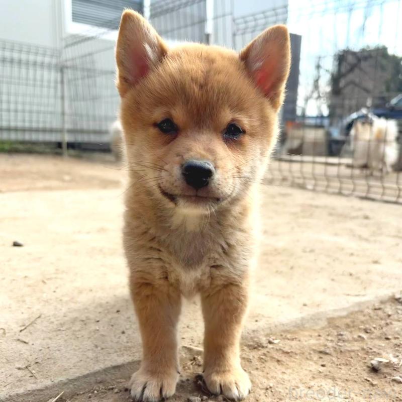 販売中の茨城県のミックス犬-436895の22枚目