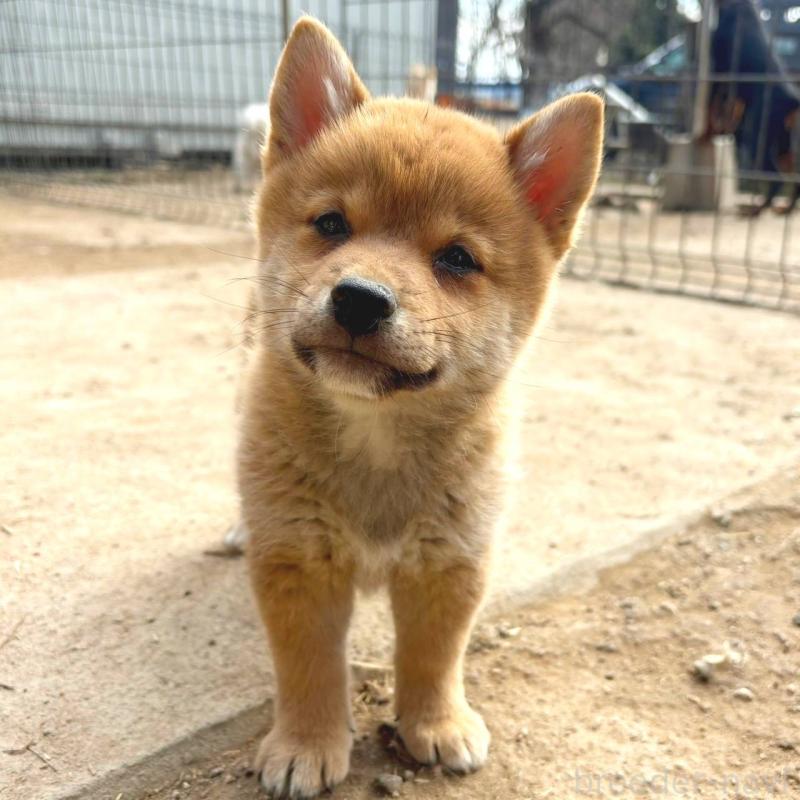 販売中の茨城県のミックス犬-436895の21枚目