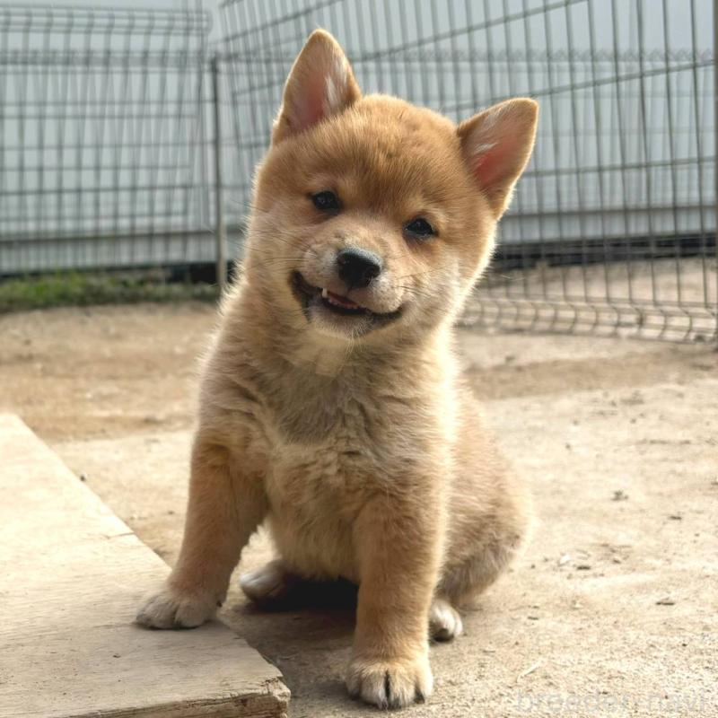 販売中の茨城県のミックス犬-436895の20枚目