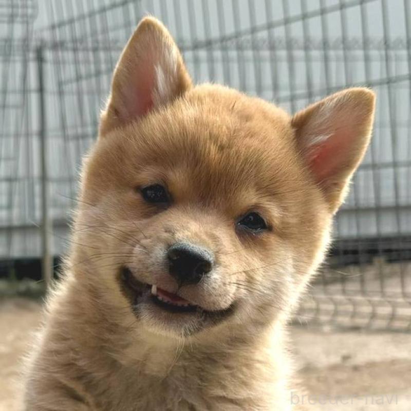 販売中の茨城県のミックス犬-436895の19枚目