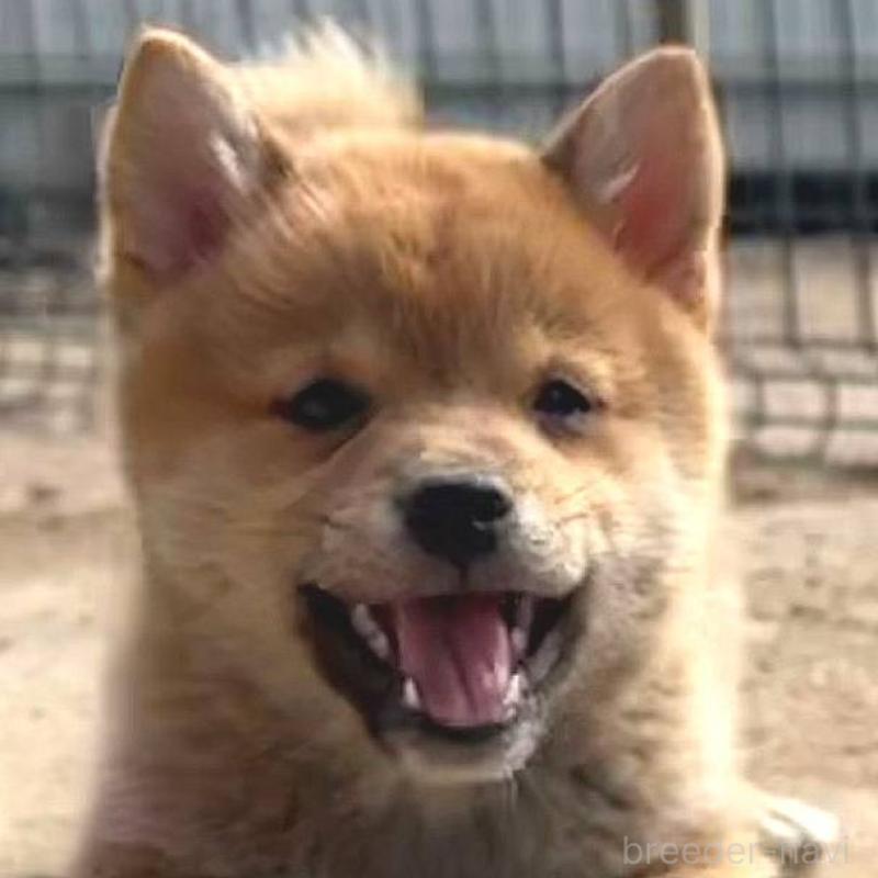 販売中の茨城県のミックス犬-436895の17枚目