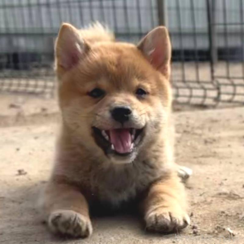 販売中の茨城県のミックス犬-436895の16枚目