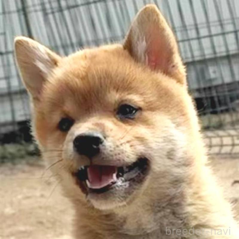 販売中の茨城県のミックス犬-436895の15枚目