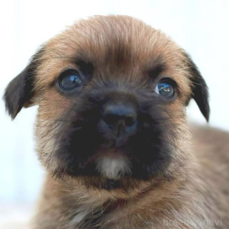 販売中の茨城県のミックス犬-442557