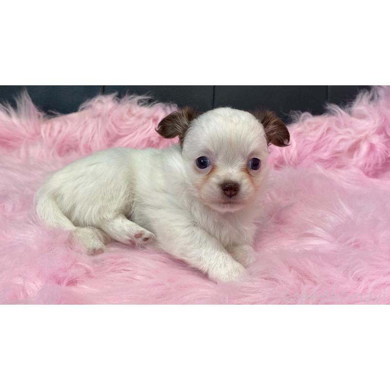 販売中の兵庫県のチワワ(ロングコート)-446021の8枚目