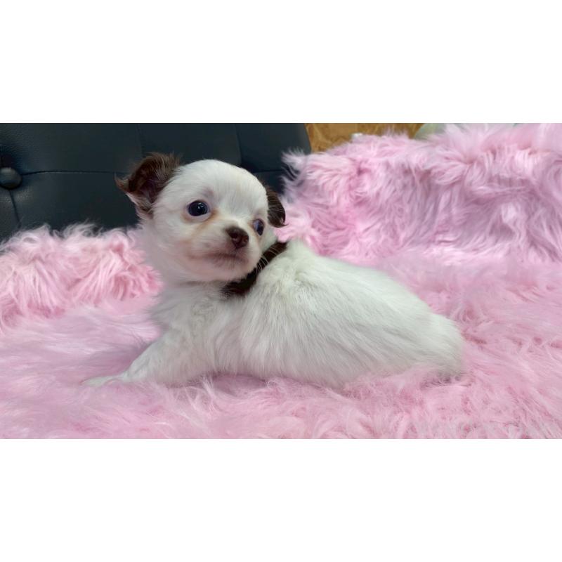 販売中の兵庫県のチワワ(ロングコート)-446021の7枚目