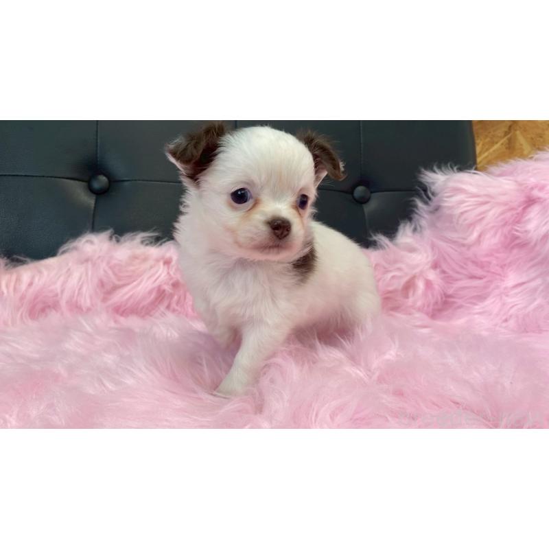 販売中の兵庫県のチワワ(ロングコート)-446021の6枚目